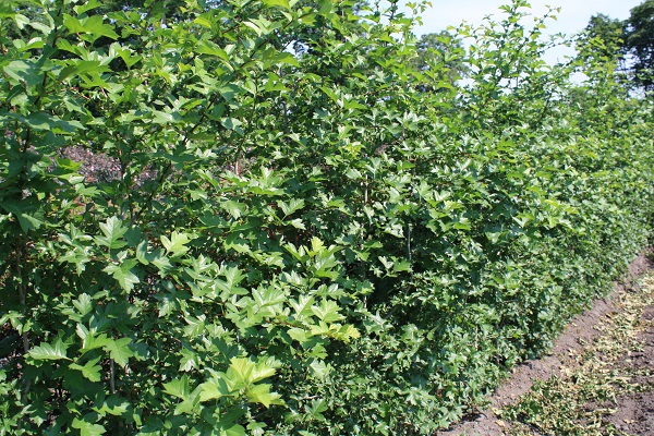 Первый слайд