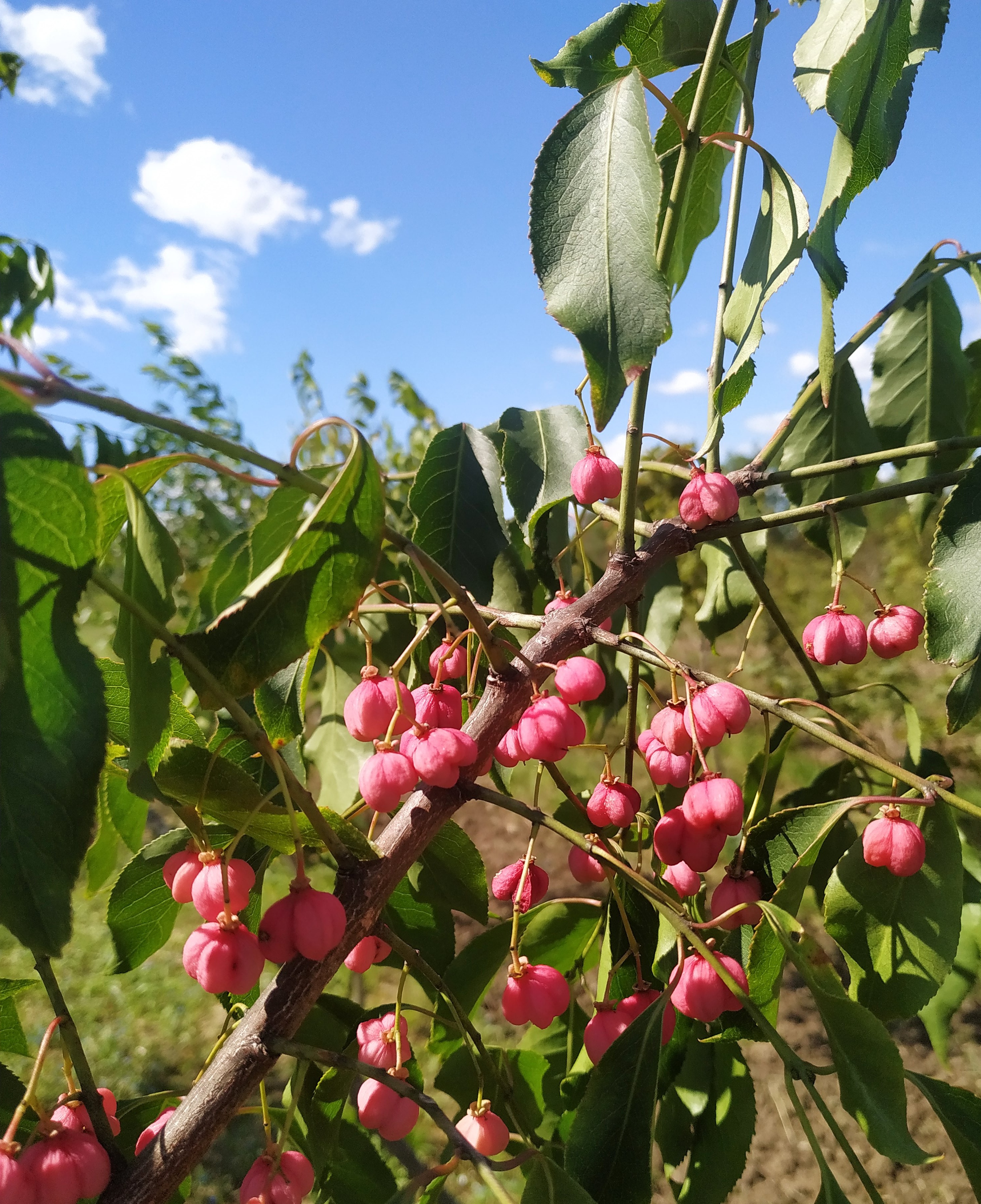Первый слайд