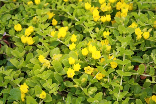 Первый слайд