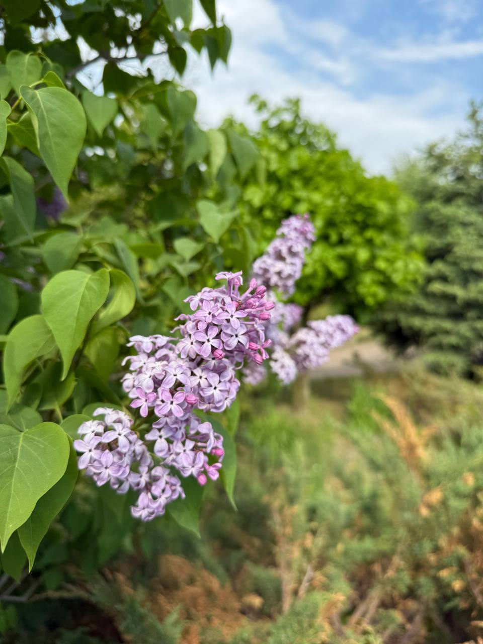Первый слайд