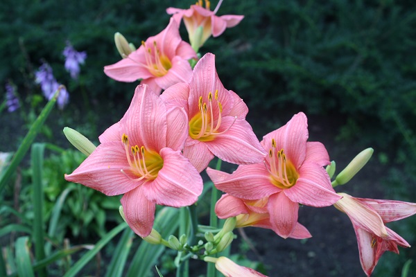 Первый слайд