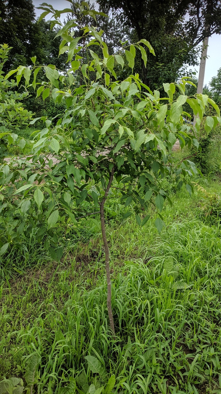 Первый слайд