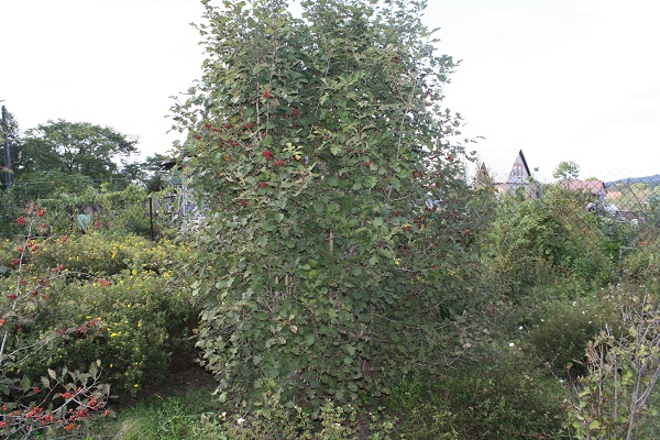 Первый слайд