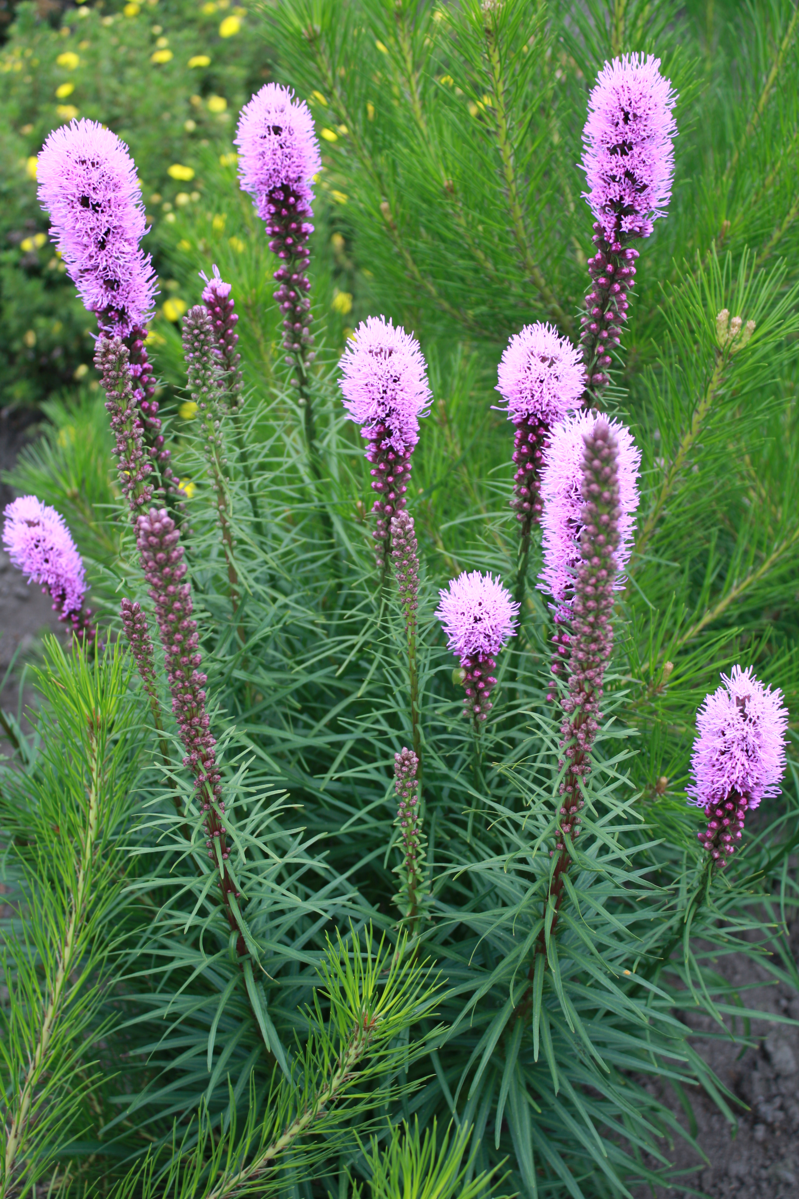 Первый слайд