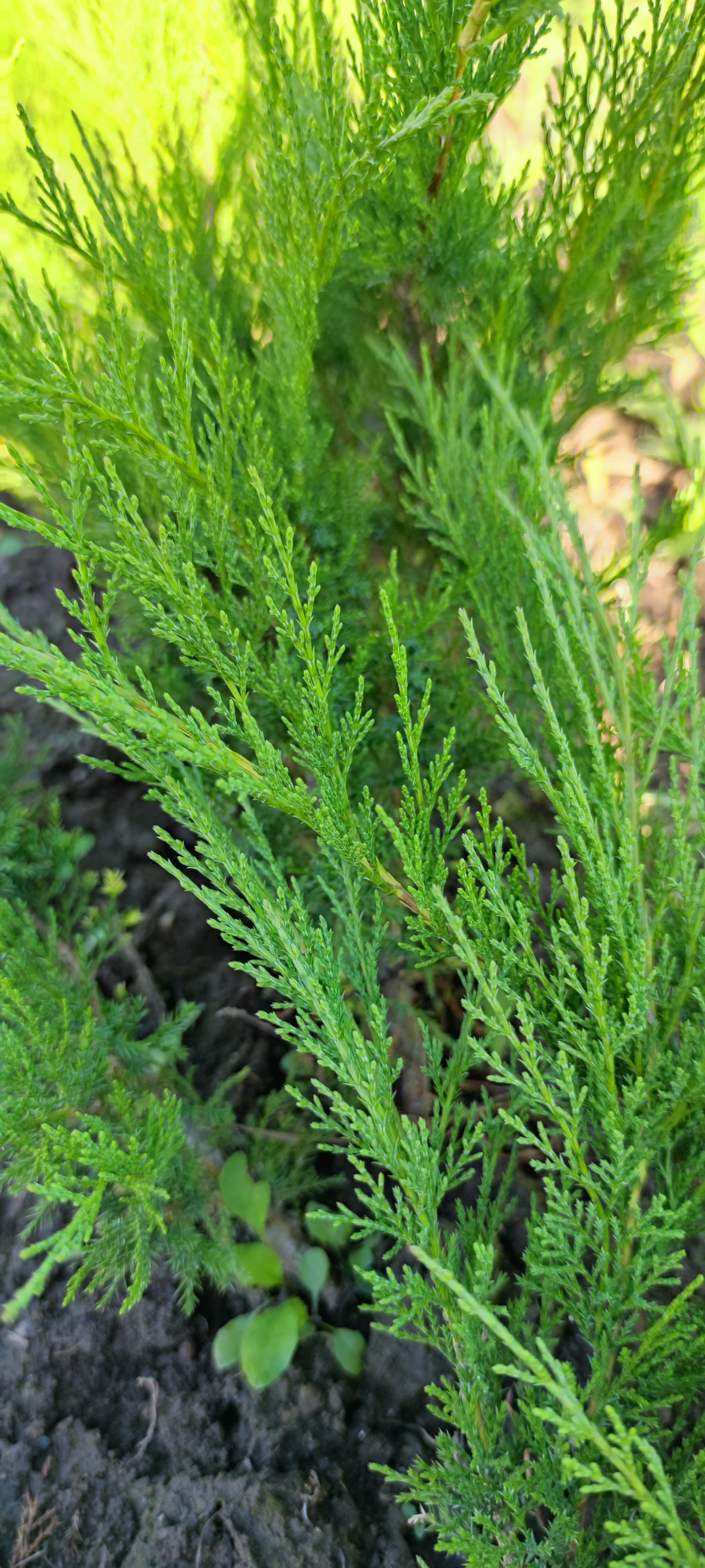 Первый слайд