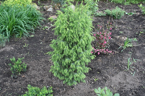 Первый слайд