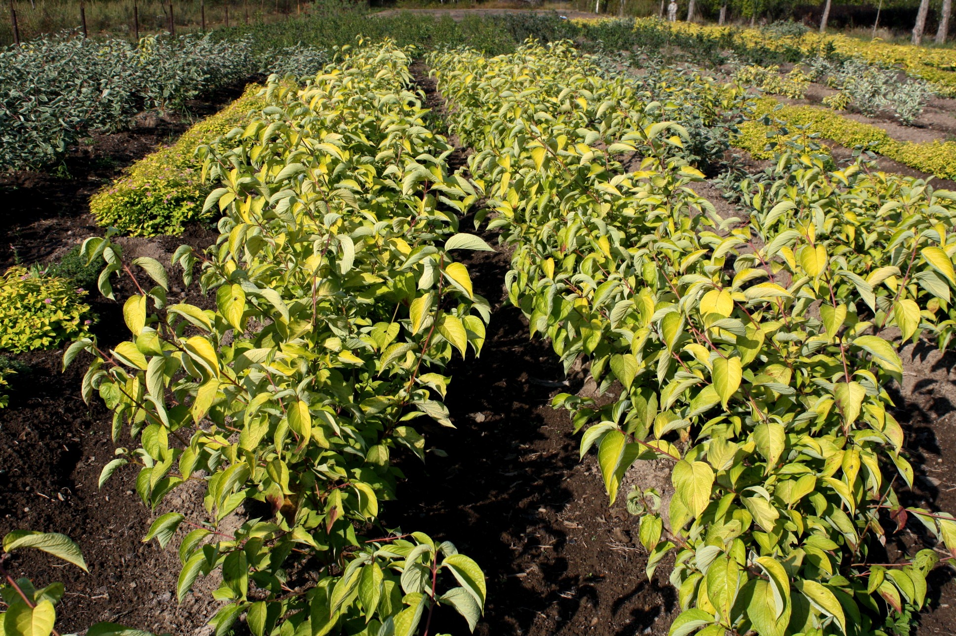 Первый слайд