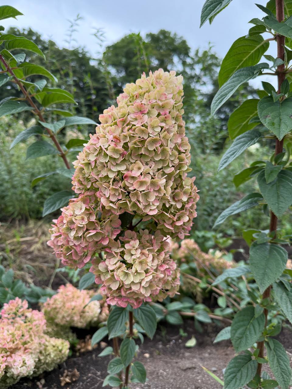 Первый слайд