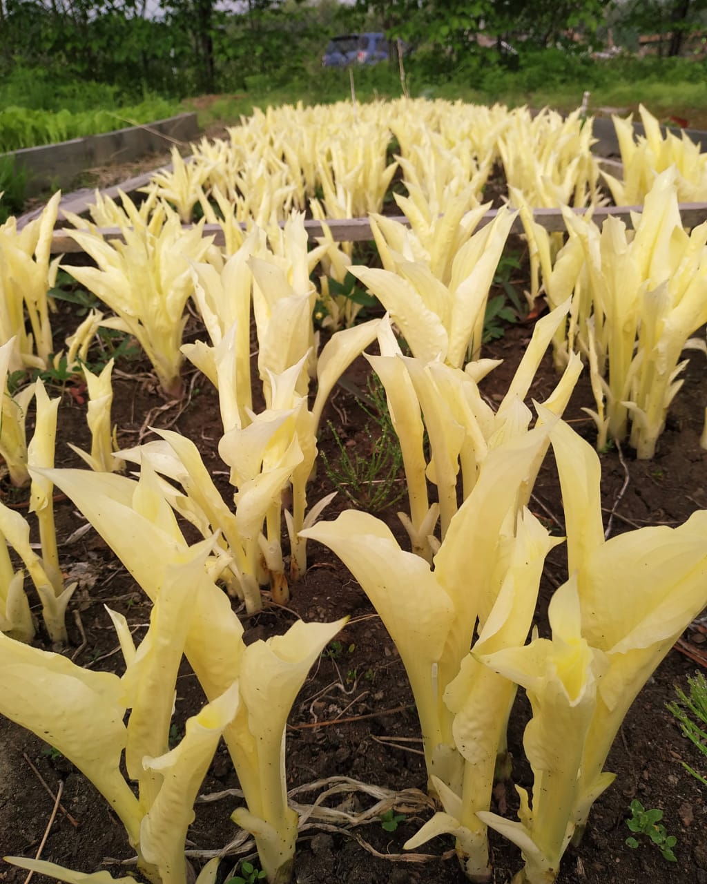 Первый слайд