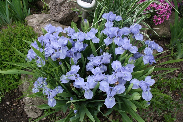 Первый слайд