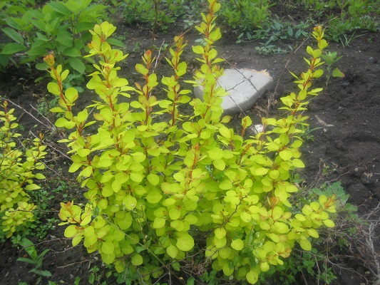 Первый слайд