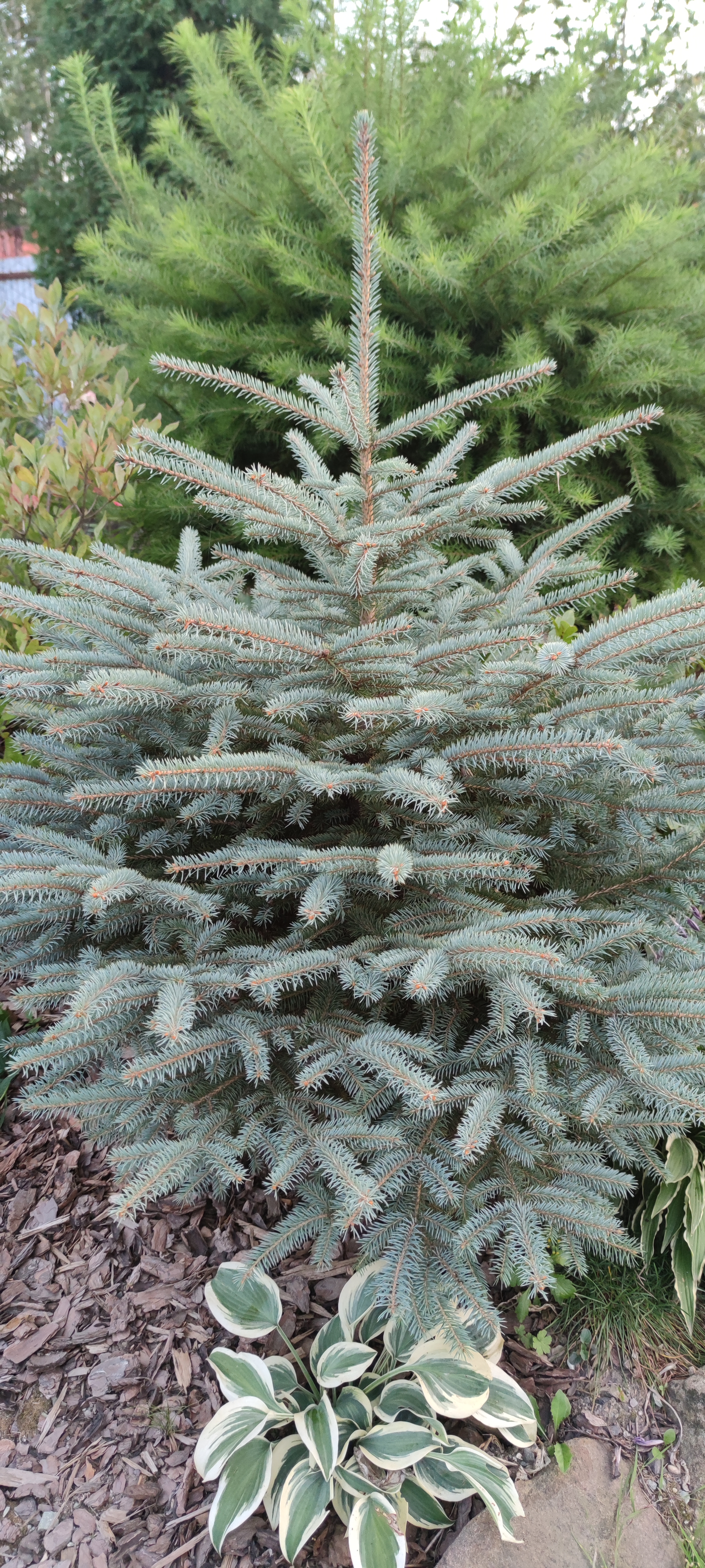 Первый слайд