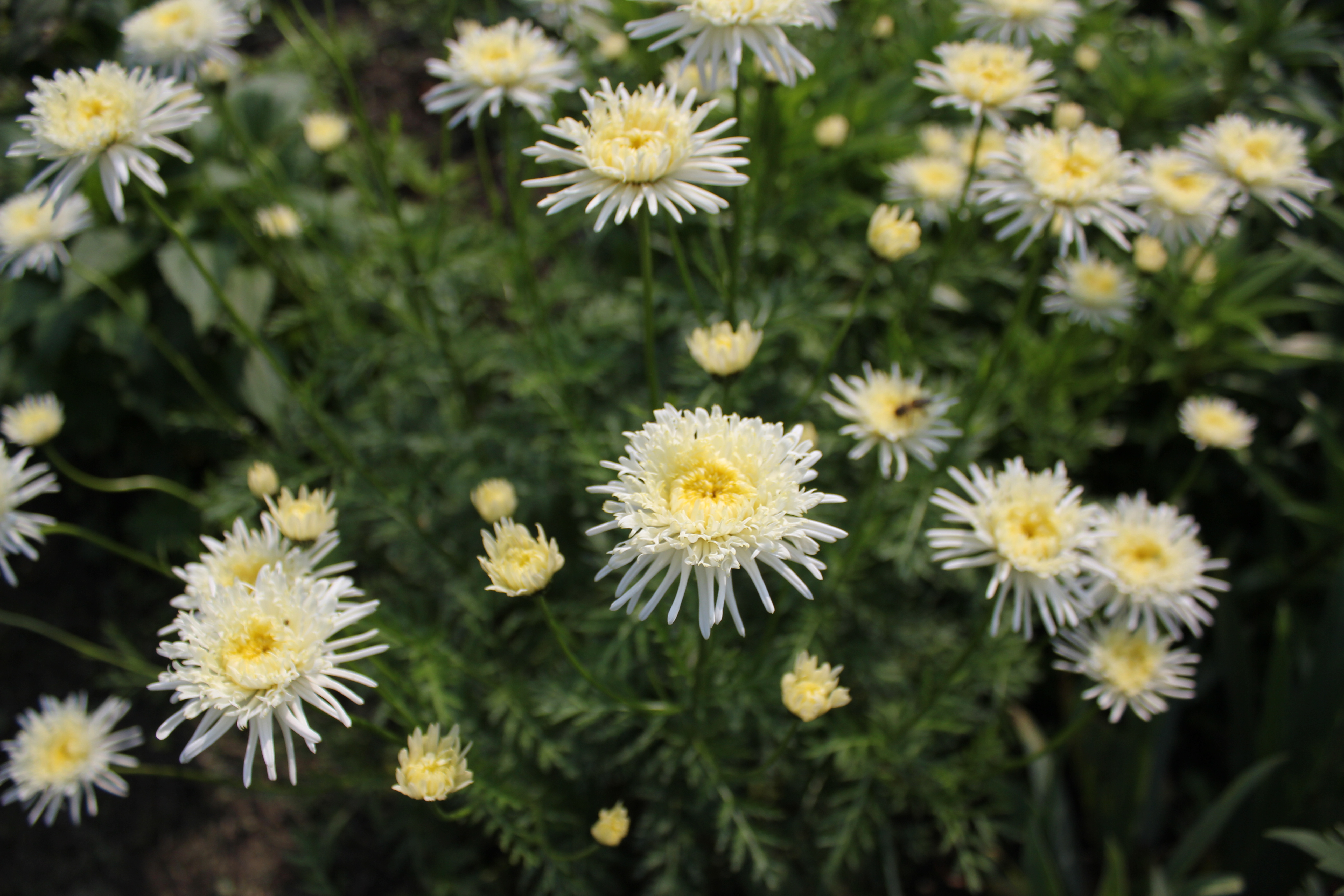 Первый слайд