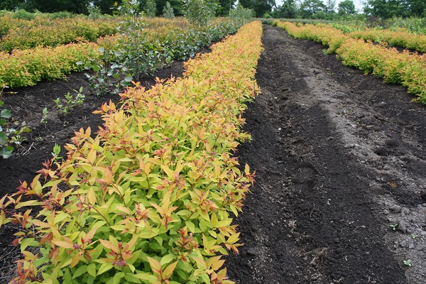 Первый слайд