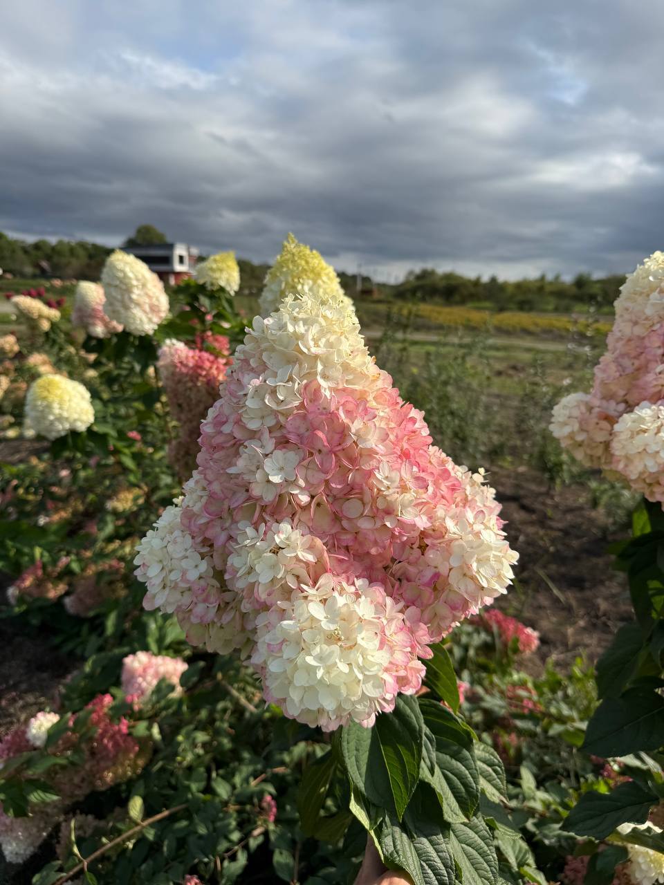 Первый слайд