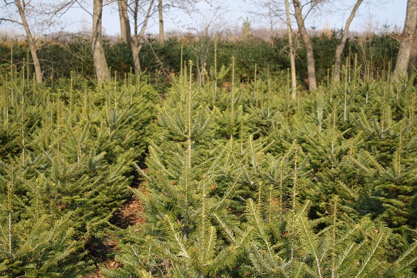 Первый слайд