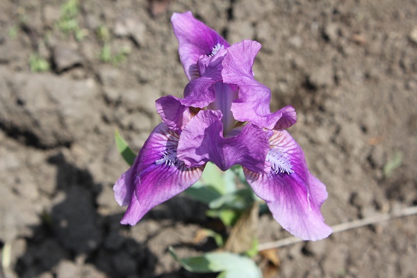 Первый слайд