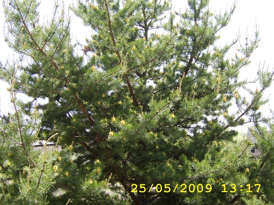 Первый слайд