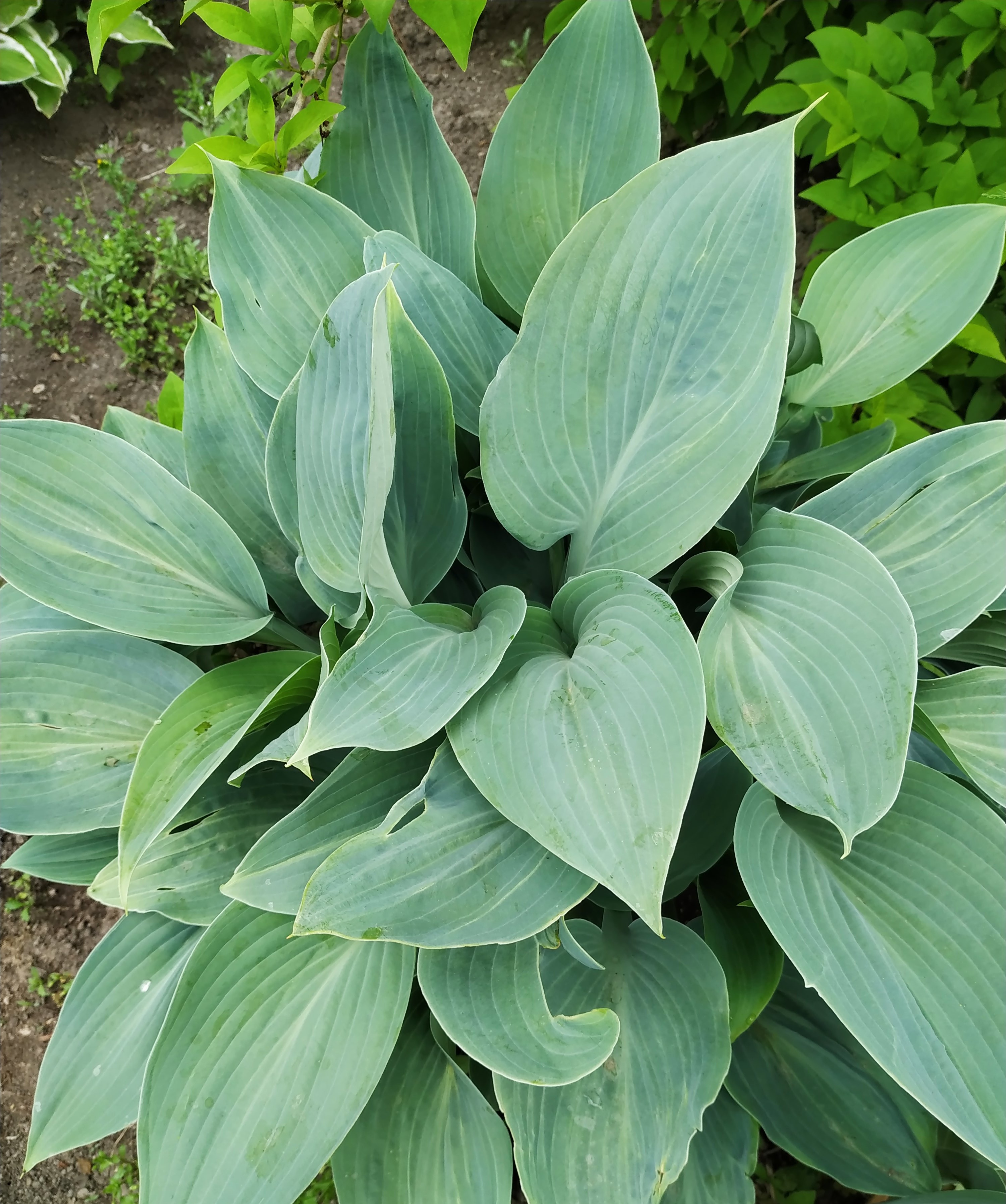 Первый слайд