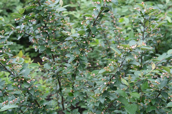 Первый слайд