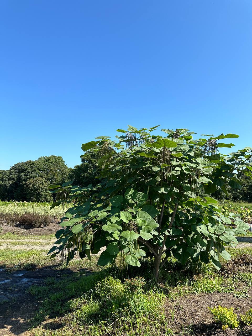 Первый слайд