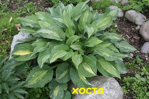 Первый слайд