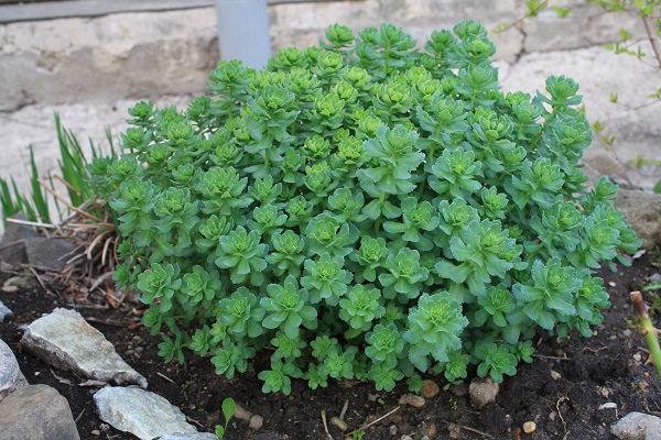 Первый слайд