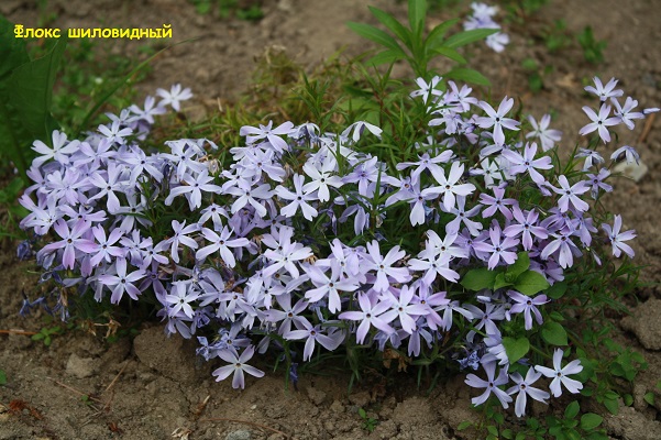 Первый слайд