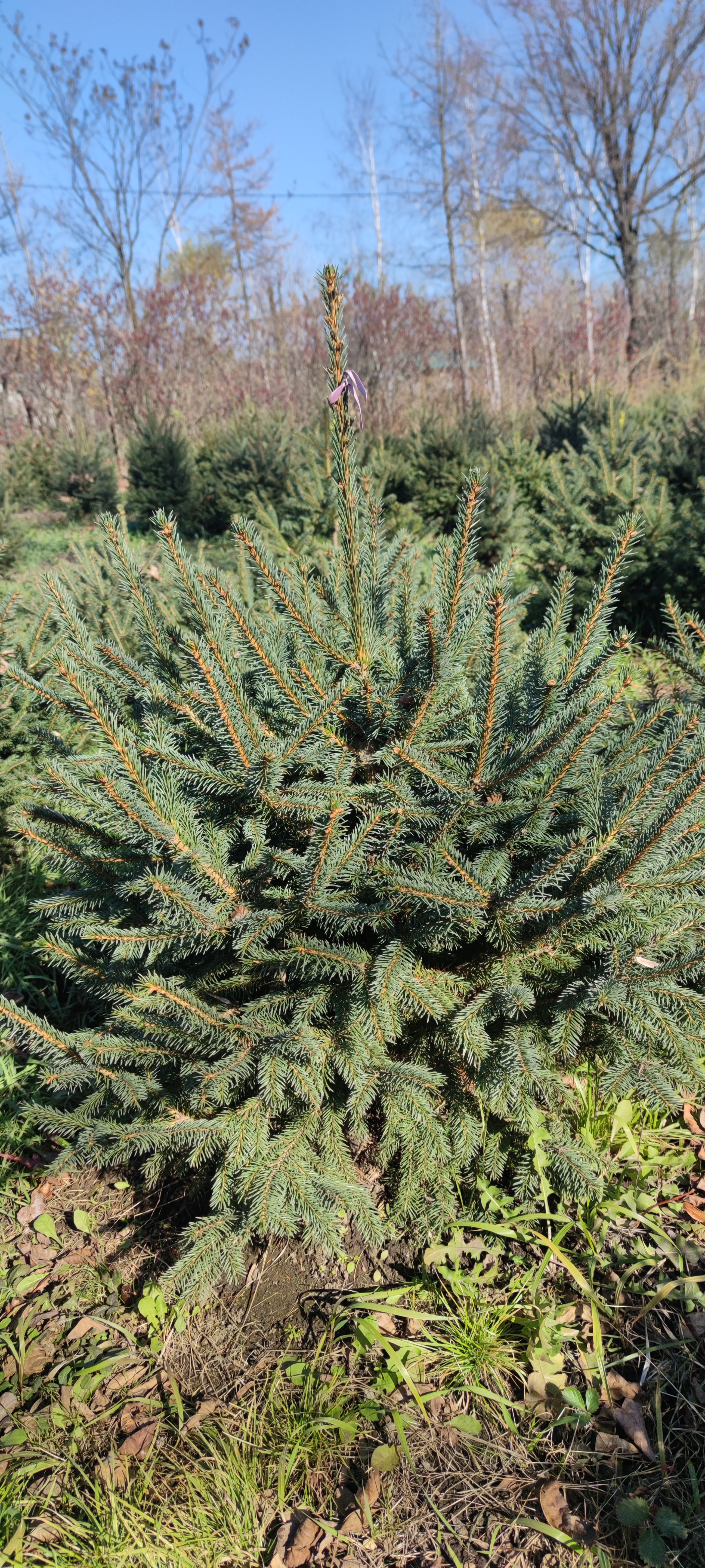 Первый слайд