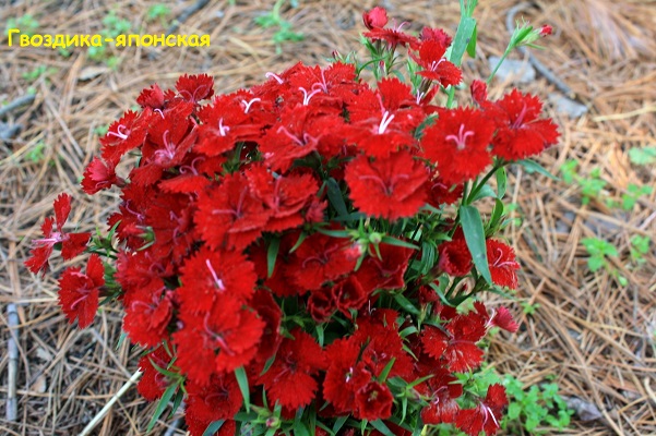 Первый слайд