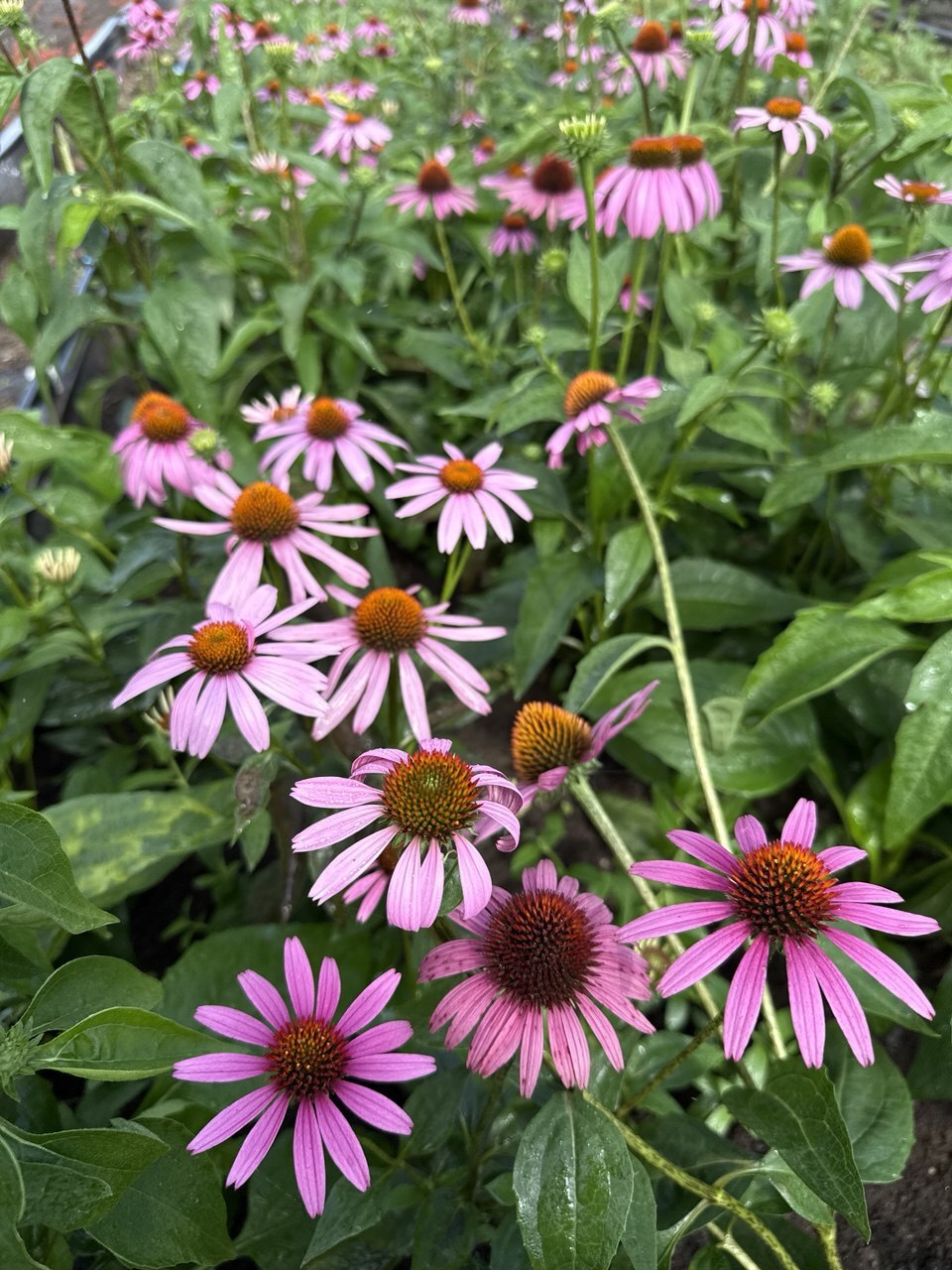 Первый слайд