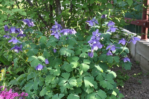 Первый слайд