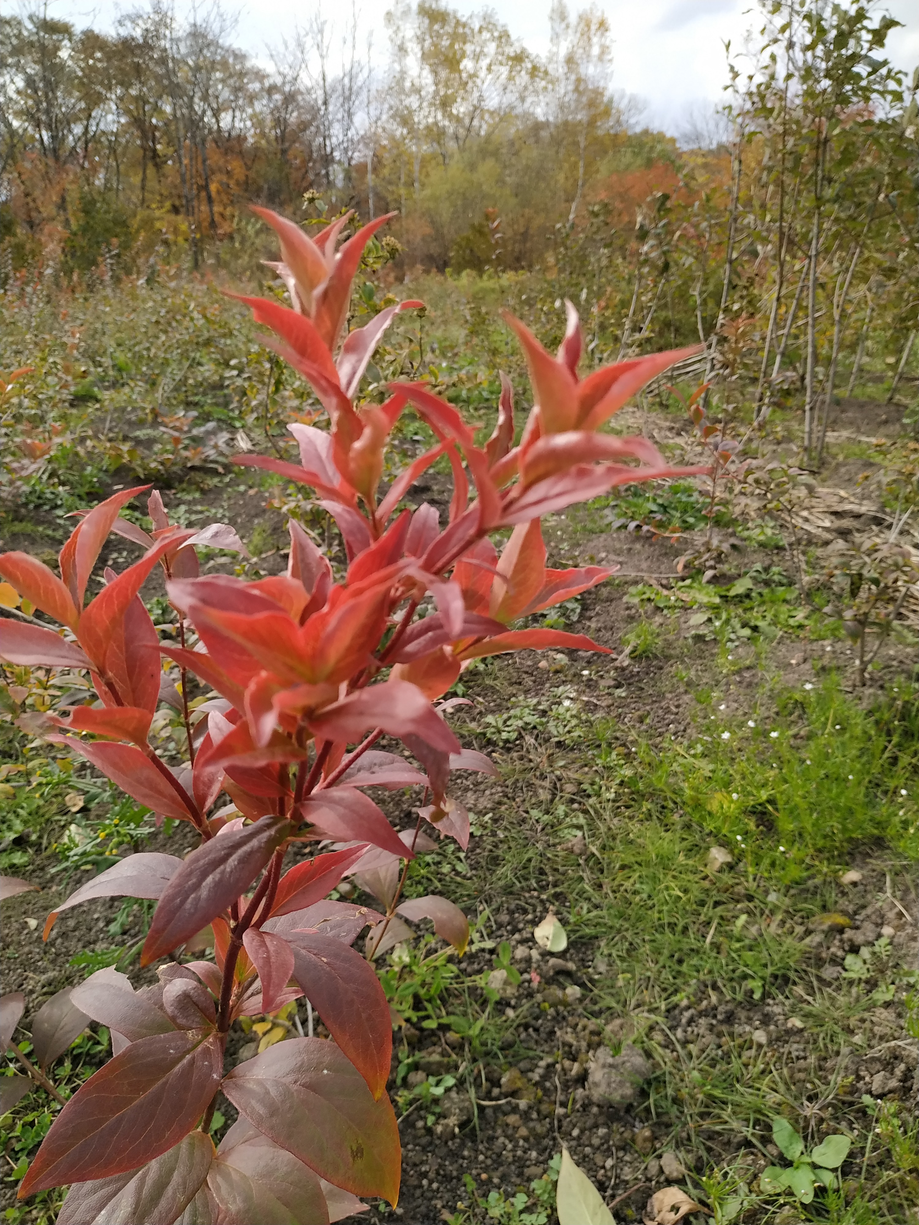 Первый слайд