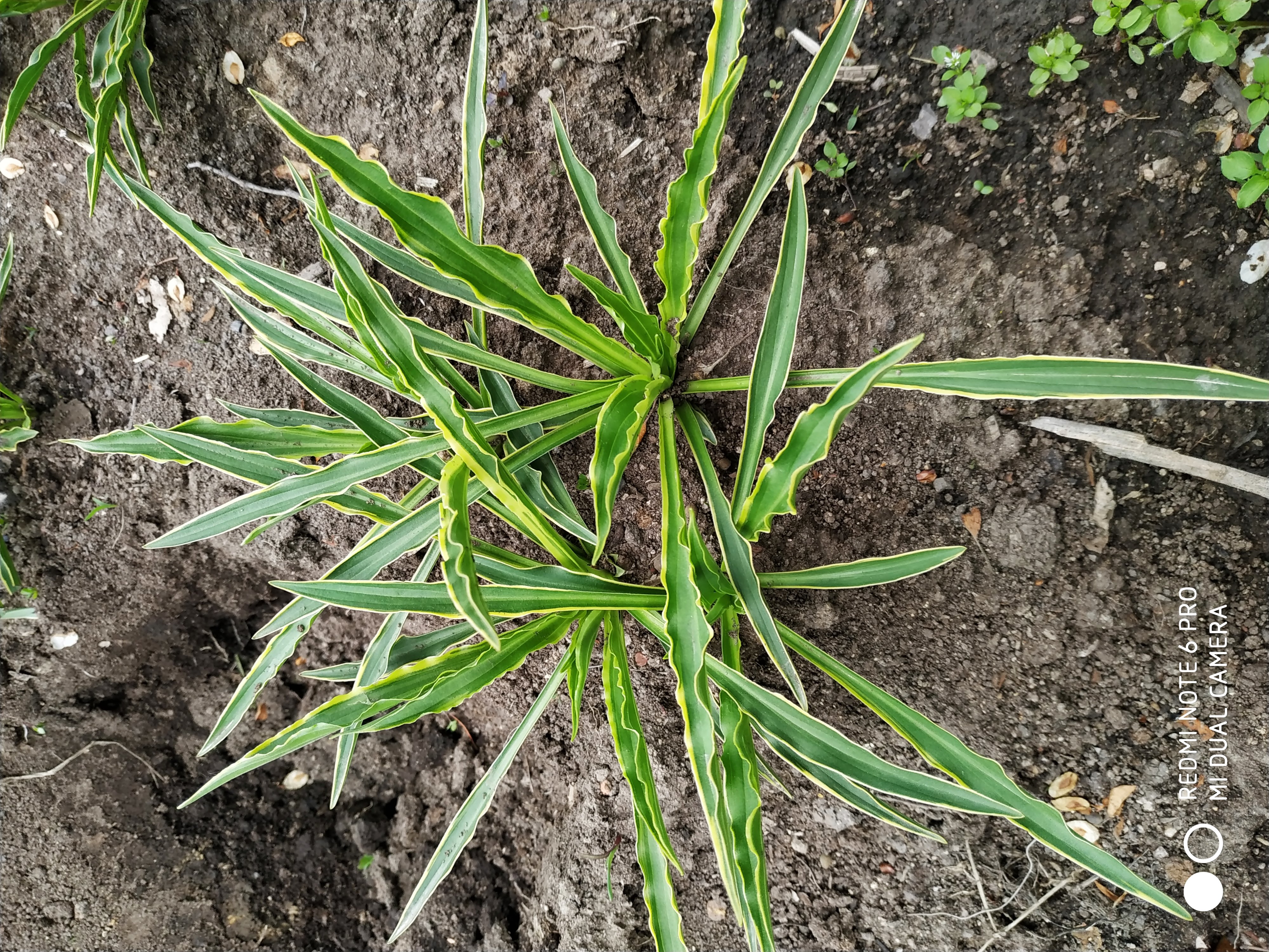 Первый слайд