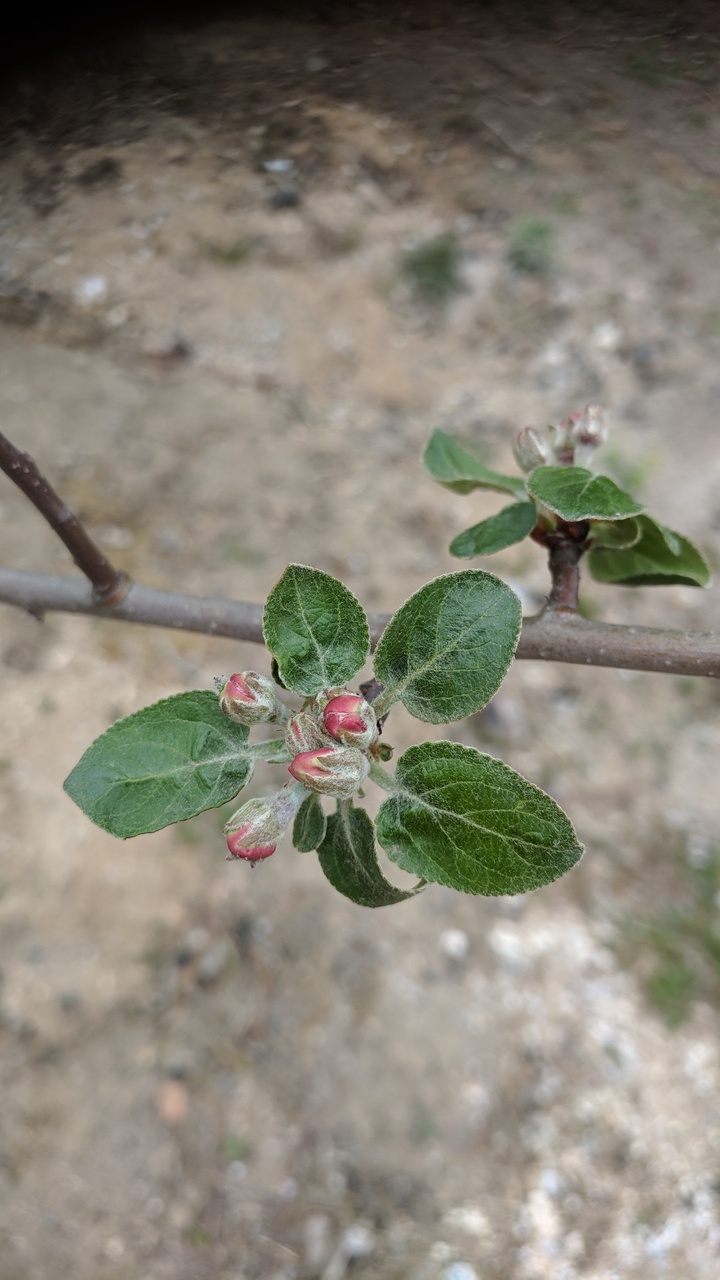 Первый слайд
