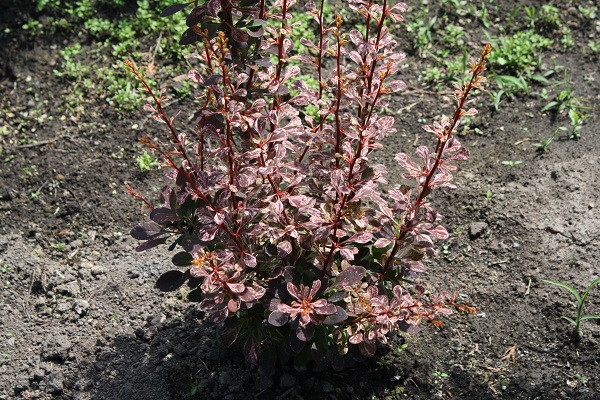 Первый слайд