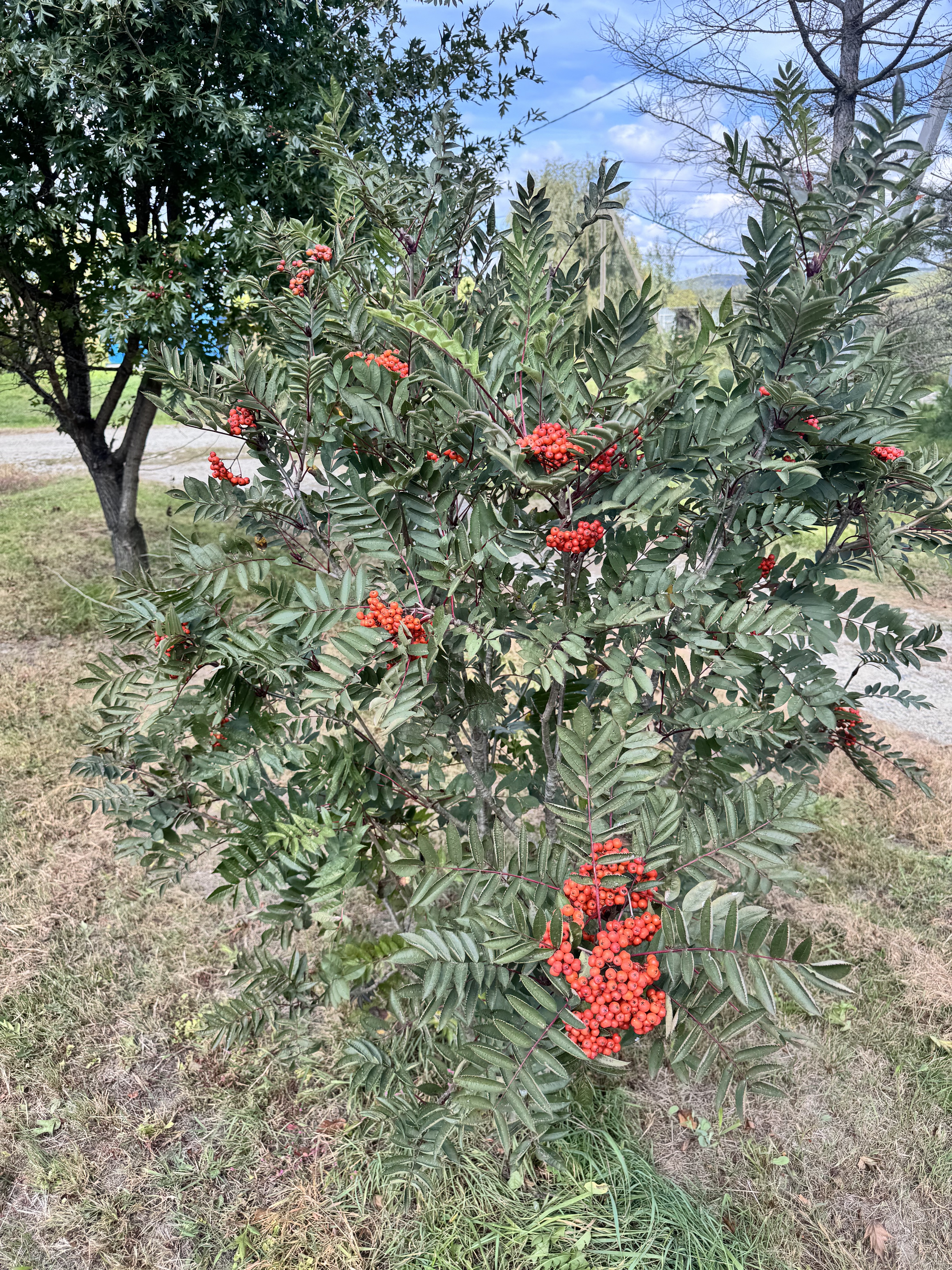 Первый слайд