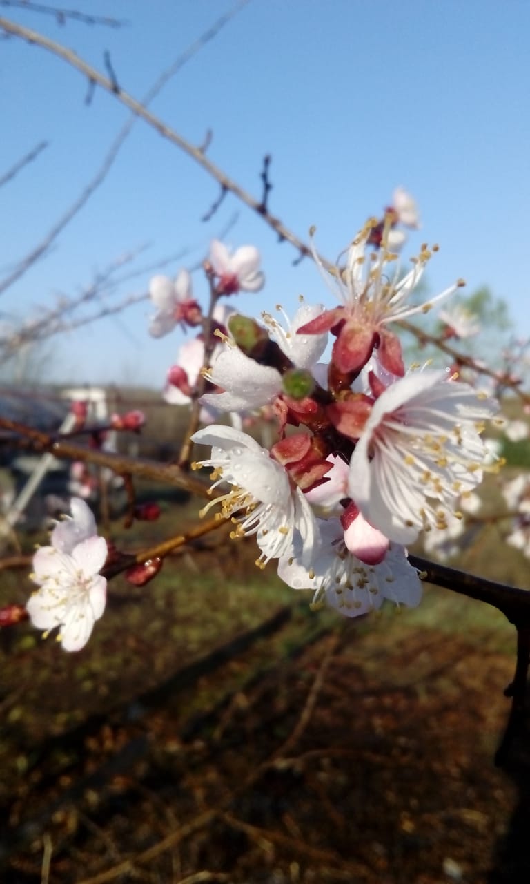 Первый слайд