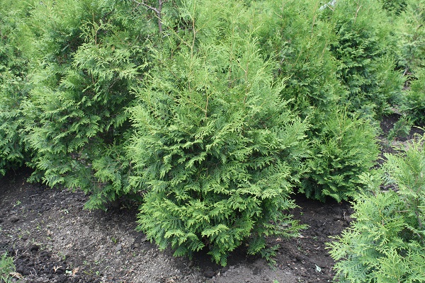 Первый слайд