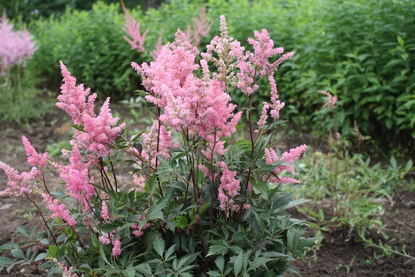 Первый слайд