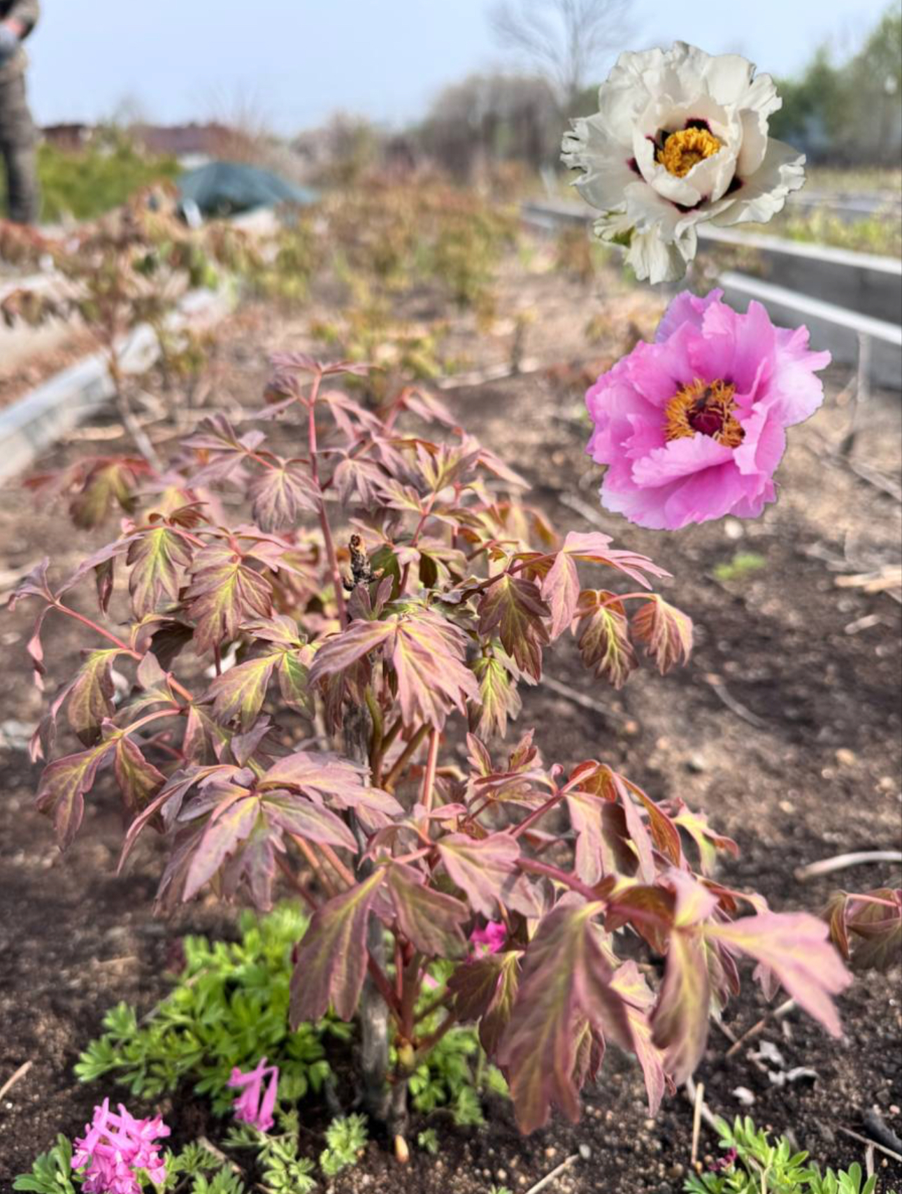 Первый слайд