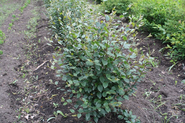 Первый слайд