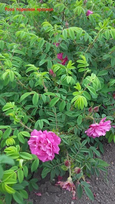 Первый слайд