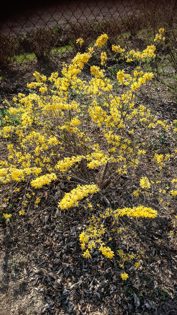 Первый слайд