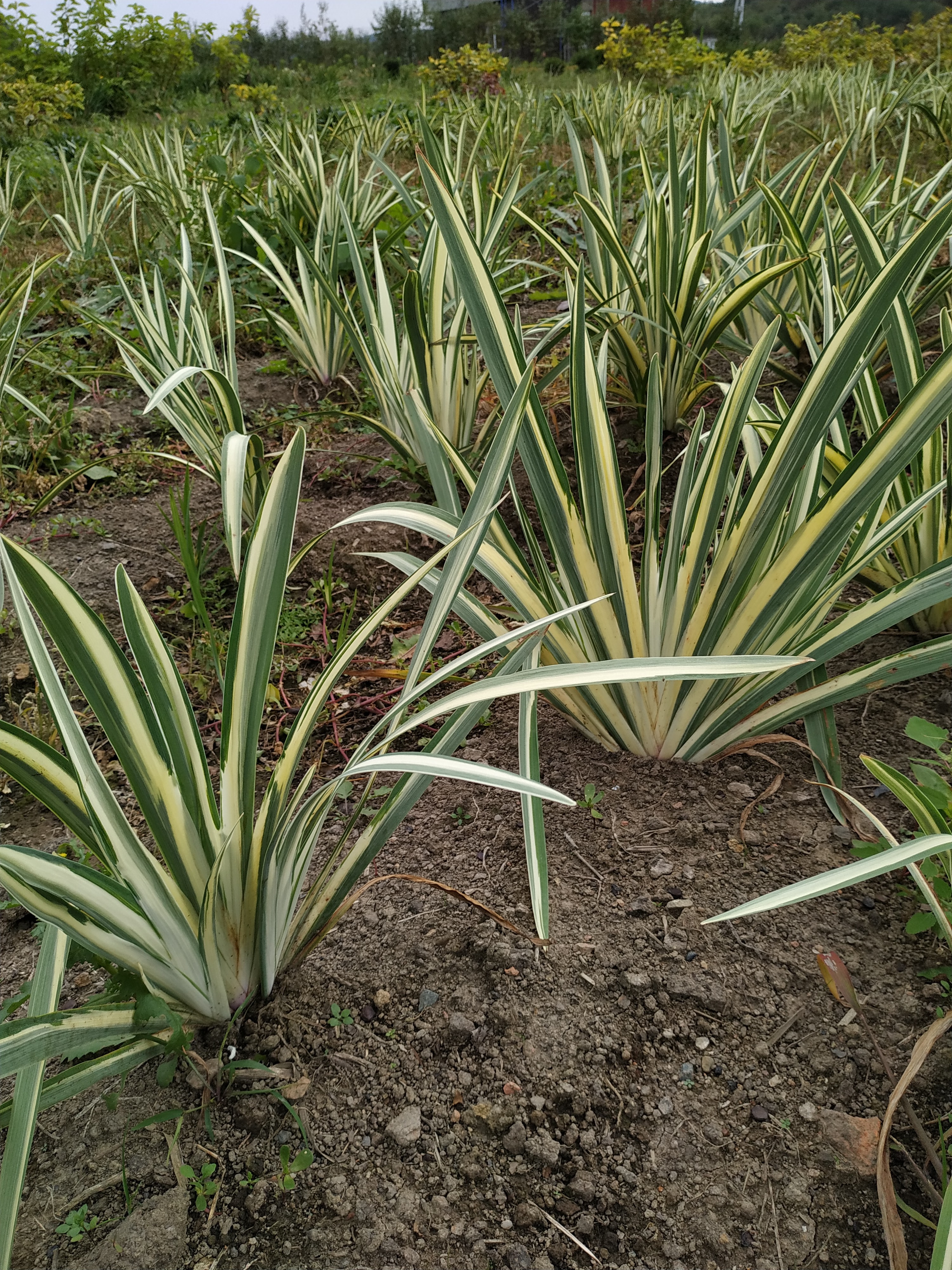 Первый слайд
