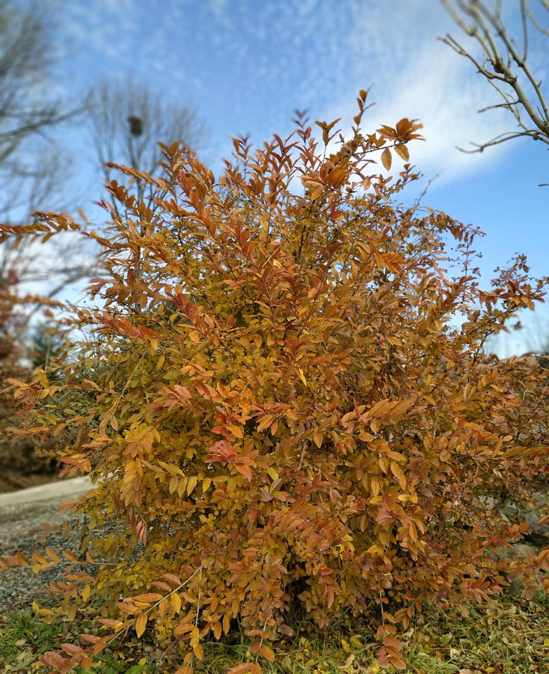 Первый слайд