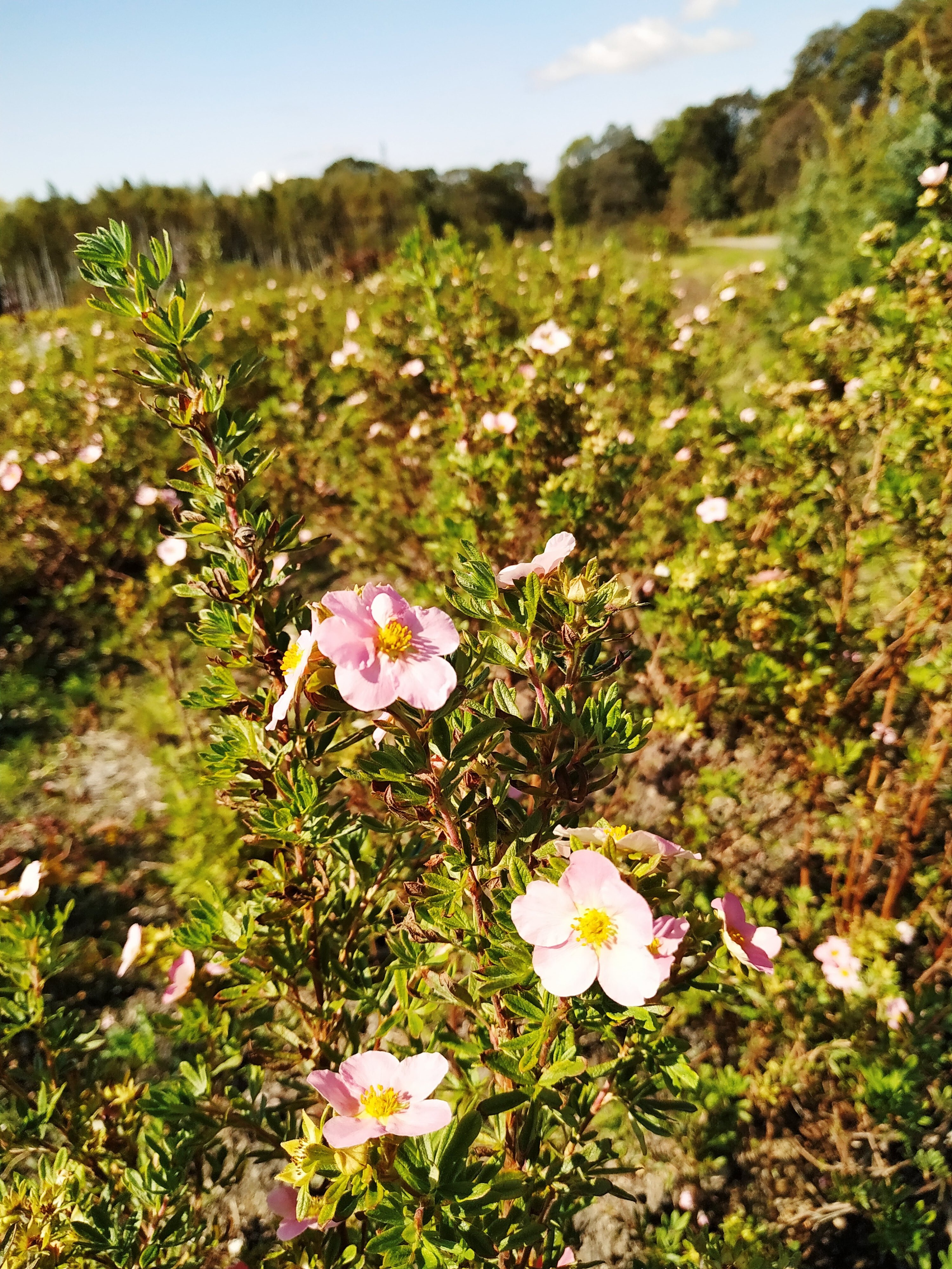 Первый слайд