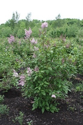 Первый слайд