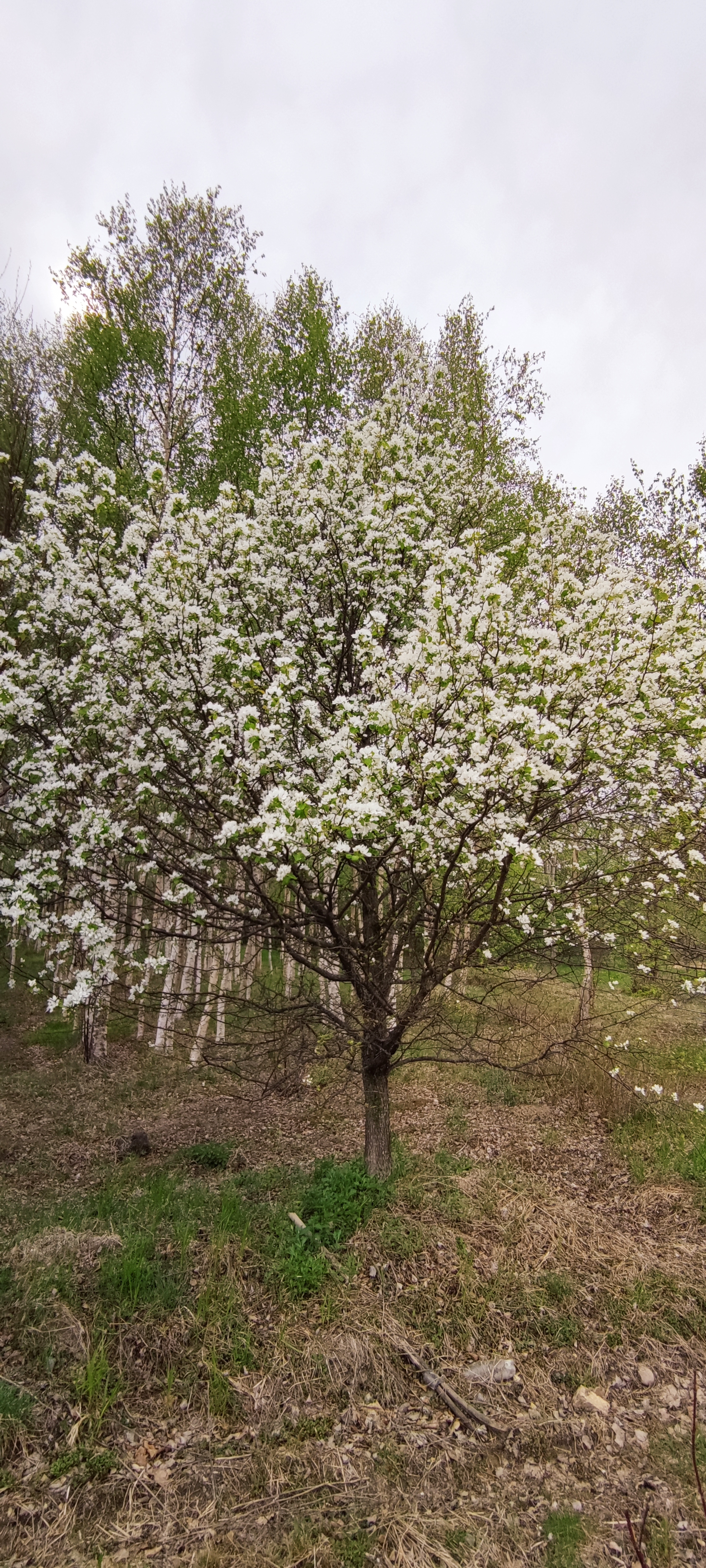 Первый слайд