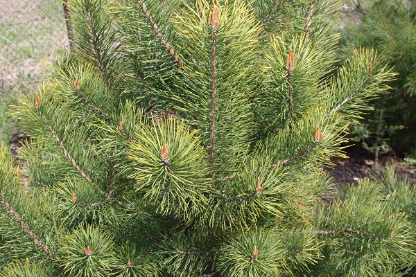 Первый слайд